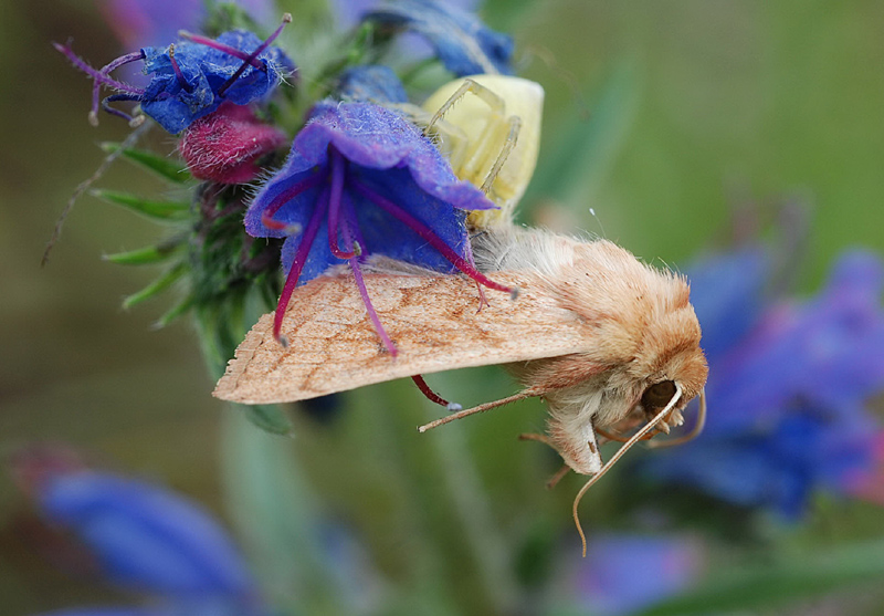 Predatori di farfalle